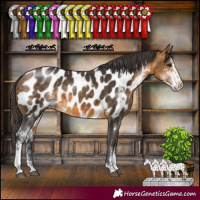 Horse Color:Buckskin Sabino Appaloosa 