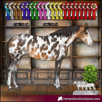 Horse Color:Buckskin Sabino Appaloosa