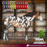 Horse Color:Buckskin Sabino Appaloosa
