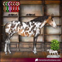 Horse Color:Buckskin Sabino Appaloosa 