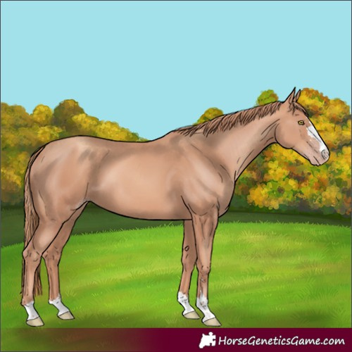 Horse Color:Gold Champagne 