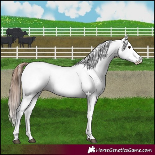 Horse Color:White Spotted Chestnut 