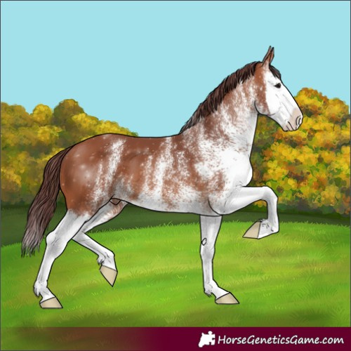 Horse Color:White Spotted Chocolate Bay Splash 