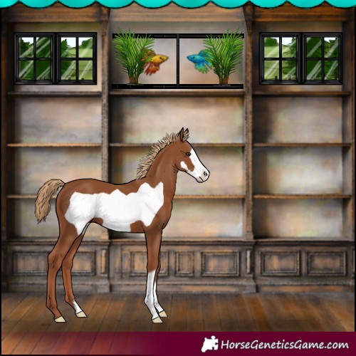 Horse Color:Chestnut Frame 