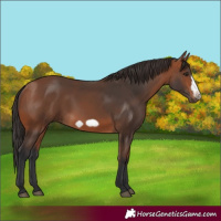 Horse Color:Bay Frame