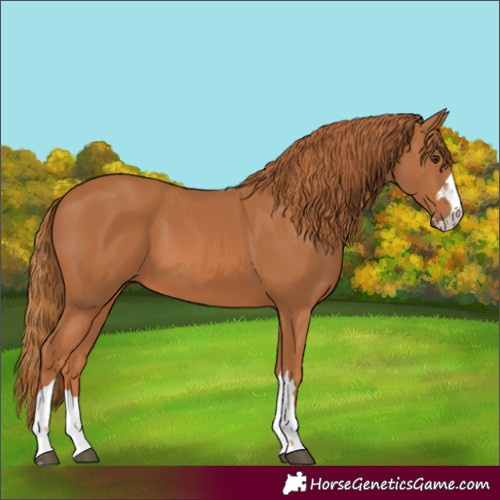 Horse Color:Chestnut 
