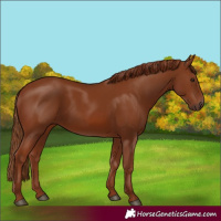 Horse Color:Chestnut 