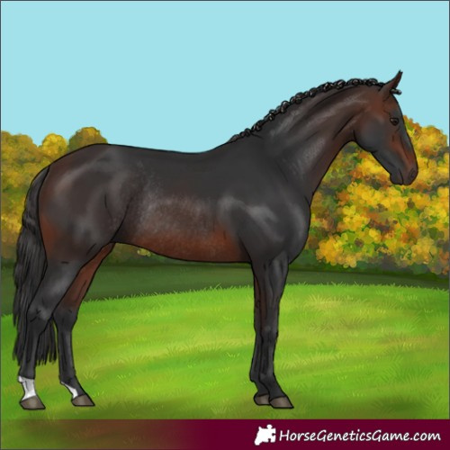 Horse Color:Brown Rabicano 
