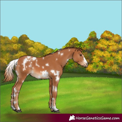 Horse Color:White Spotted Chestnut 