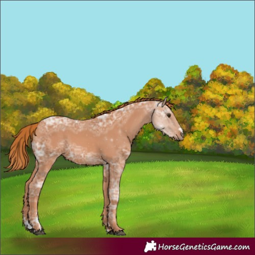 Horse Color:Chestnut Ice