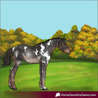 Horse Color:White Spotted Liver Chestnut