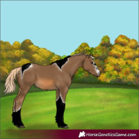 Horse Color:Chocolate Palomino Tobiano 