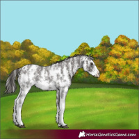 Horse Color:Liver Chestnut Sabino