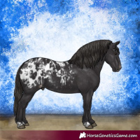 Horse Color:Smoky Black Blanket  and Smoky Black Blanket Rabicano 