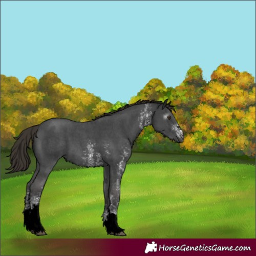 Horse Color:Gray Liver Chestnut Sabino 
