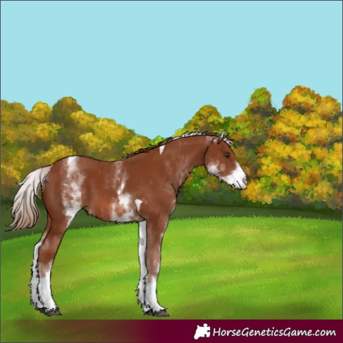 Horse Color:White Spotted Chestnut Tobiano