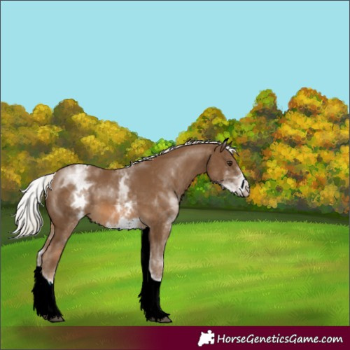 Horse Color:White Spotted Chocolate Palomino Tobiano 