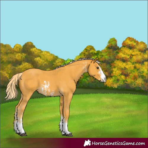 Horse Color:Unknown 
