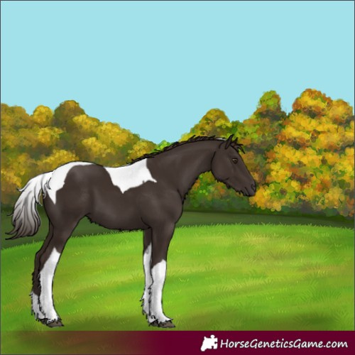 Horse Color:Liver Chestnut Tobiano 