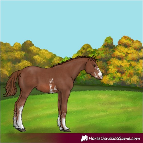 Horse Color:Chestnut Sabino