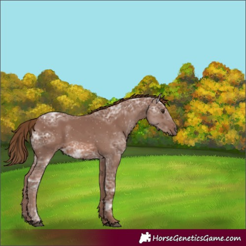 Horse Color:Unknown 