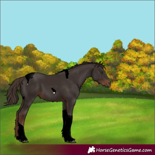 Horse Color:Liver Chestnut Tobiano