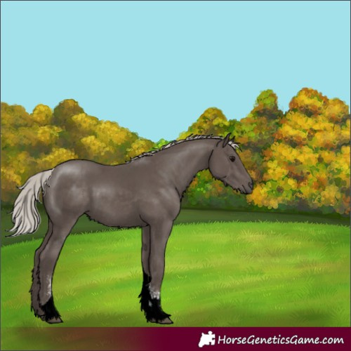 Horse Color:Unknown 