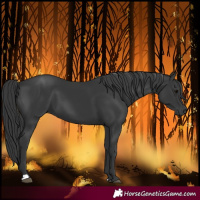 Horse Color:Black 