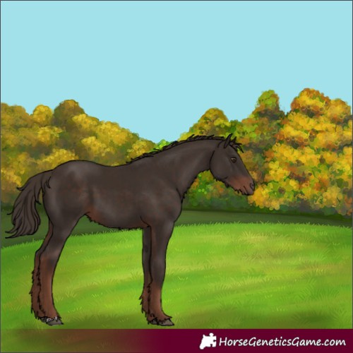 Horse Color:Liver Chestnut 