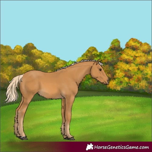 Horse Color:Unknown 