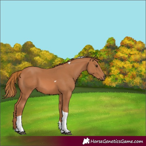 Horse Color:Unknown 