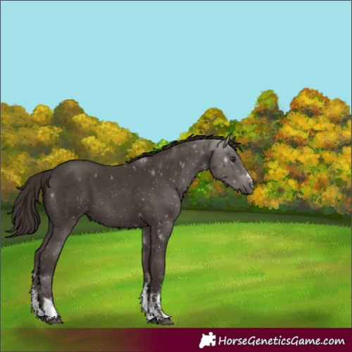 Horse Color:Liver Chestnut Sabino 