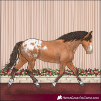 Horse Color:Bay Blanket 