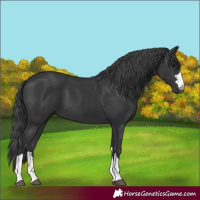 Horse Color:Black 