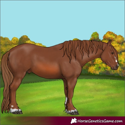 Horse Color:Chestnut 
