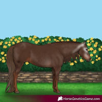Horse Color:Gray Chestnut 