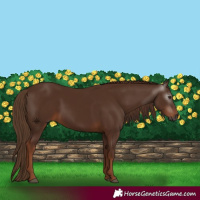 Horse Color:Gray Chestnut 
