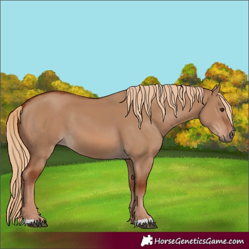 Horse Color:Red Dun