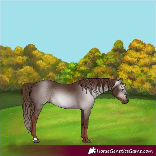Horse Color:Gray Chestnut 