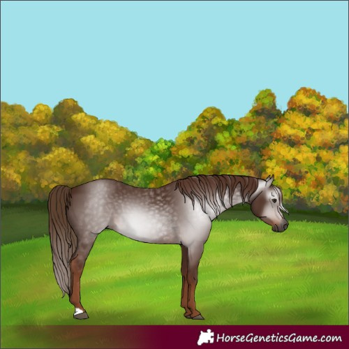Horse Color:Gray Chestnut 