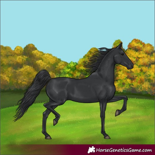 Horse Color:Black 