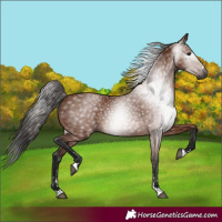 Horse Color:Gray Bay Rabicano