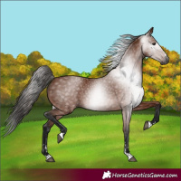 Horse Color:Gray Bay Rabicano 