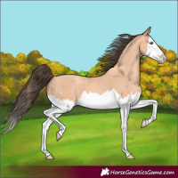 Horse Color:Amber Champagne Splash 