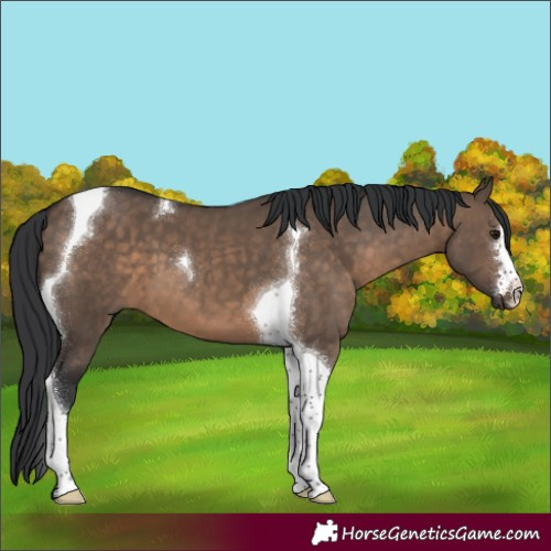 Horse Color:Brown Dun Tobiano 