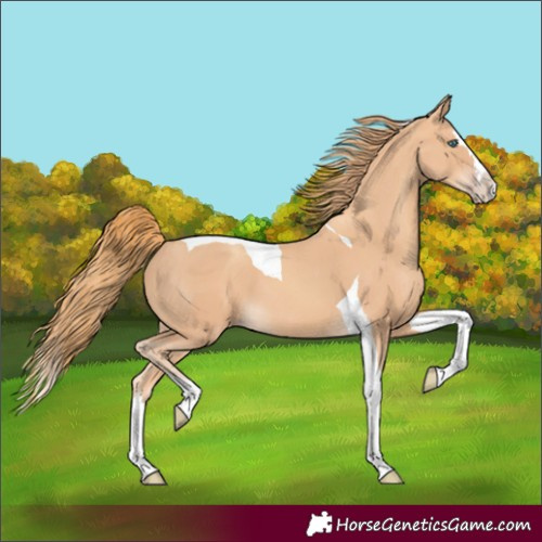 Horse Color:Gold Champagne Splash Tobiano 
