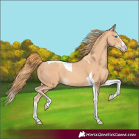 Horse Color:Gold Champagne Splash Tobiano 