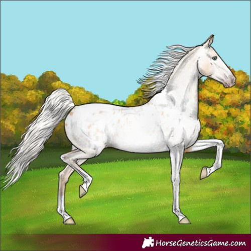 Horse Color:Gray Silver Amber Cream Champagne Roan Dun Splash Tobiano Frame Appaloosa Rabicano 