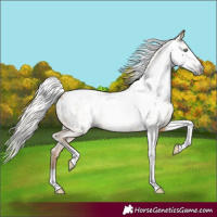 Horse Color:Gray Silver Amber Cream Champagne Roan Dun Splash Tobiano Frame Blanket Rabicano 