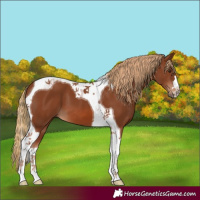 Horse Color:Chestnut Tobiano 